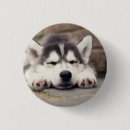 Recherche de husky badges Chien des neiges