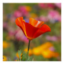 Recherche de pavots posters Fleur