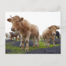 Recherche de troupeau cartes postales Pleine longueur