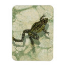 Recherche de crapaud magnets Grenouille