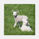 Recherche de deux animaux magnets Ferme