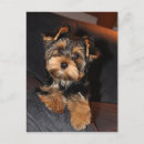 Recherche de yorkshire terrier chien cartes postales Chiot yorkie