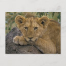 Recherche de fixie cartes postales Animal