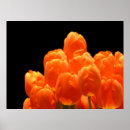 Recherche de macro de fleur posters Tulipes