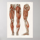 Recherche de anatomie vintage posters Anatomique