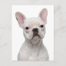 Recherche de de bouledogue français cartes postales Animal
