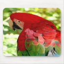 Recherche de aras tapis souris Nature