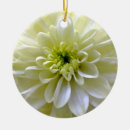 Recherche de chrysanthèmes ornements Plante