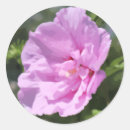 Recherche de azalée autocollants Jardin