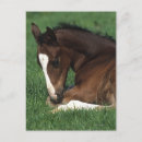 Recherche de warmblood Foal
