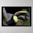 Recherche de amazonie posters Toucan