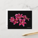 Recherche de lilium cartes postales Flore