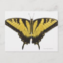 Recherche de papillon tigre cartes postales Faune