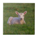 Recherche de agneau carreaux Animaux