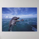 Recherche de dauphin posters Amical
