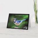 Recherche de blue jay anniversaire cartes Nature