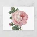 Recherche de bonjour amour cartes postales Rose