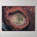 Recherche de crevettes posters Crustacés