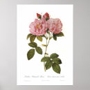 Recherche de damascena de rosa Floral