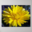 Recherche de asters posters Jaune