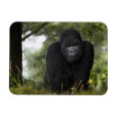 Recherche de gorille de montagne magnets Beringei