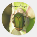 Recherche de insecte autocollants Scarabée
