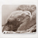 Recherche de russe bleu tapis souris Chats
