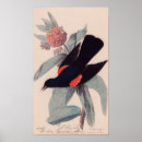 Recherche de à ailes rouges Feuille