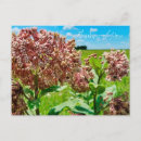 Recherche de plumes roses cartes postales Fleur