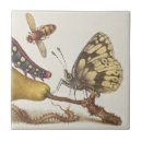 Recherche de chenille carreaux Papillon