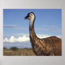 Recherche de émeu posters Faune