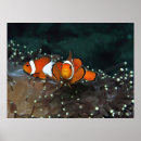 Recherche de clown photographie Nature