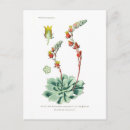 Recherche de echeveria cartes postales Succulent
