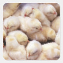 Recherche de pouliches Mignon