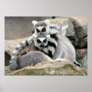 Recherche de llemur posters Mignon