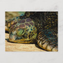 Recherche de tortue mer hawaïenne cartes postales Plage