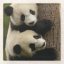 Recherche de panda géant dessous de verres Ours