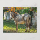 Recherche de donkey cartes postales Âne