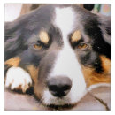 Recherche de chien de moutons carreaux Animal