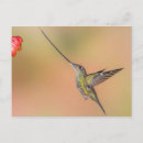 Recherche de long bec posters Colibri