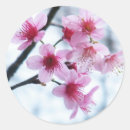 Recherche de arbre sakura autocollants Floral