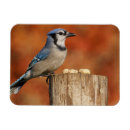 Recherche de geai bleu magnets Oiseau