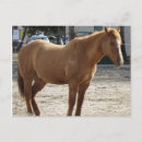 Recherche de avec chevaux cartes postales Mustang