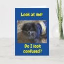 Recherche de confus vœux cartes Dog