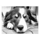 Recherche de chien noir et blanc posters Collie bore