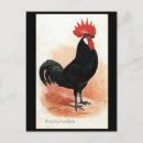 Recherche de coq noir cartes postales Oiseau