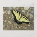 Recherche de papillon jaune et noir cartes postales Épaisse