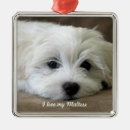 Recherche de bichon maltais maison deco Chien