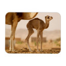 Recherche de dromadaire magnets Mignon