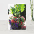 Recherche de pétunia photographie Plante